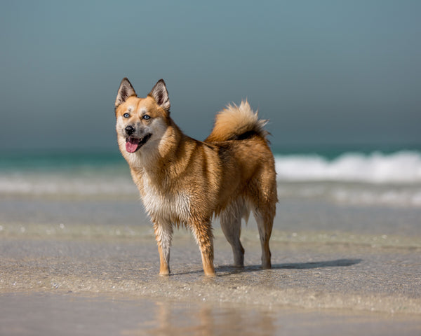 The Adventure Dogs Guide to the UAE