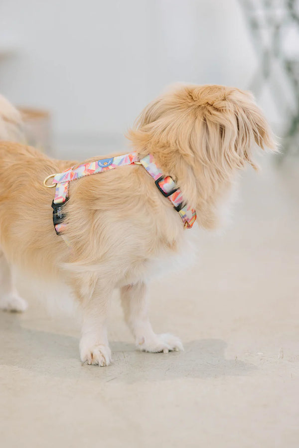 Gentle Pup_After the Rain_Dog Harness_Lifestyle