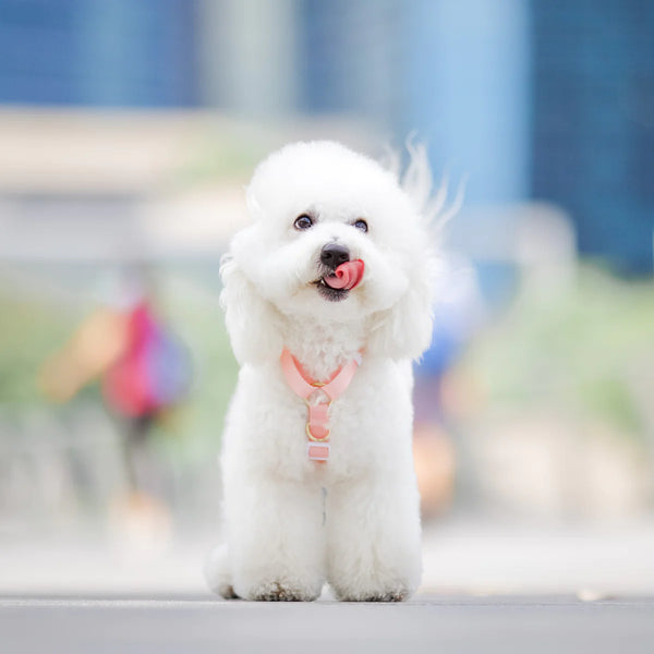 Gentle Pup_Camelia_Dog Harness_Lifestyle Bichon