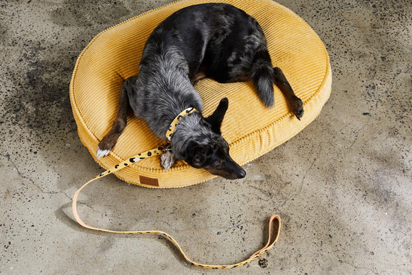 Jumbo cord dog best sale bed