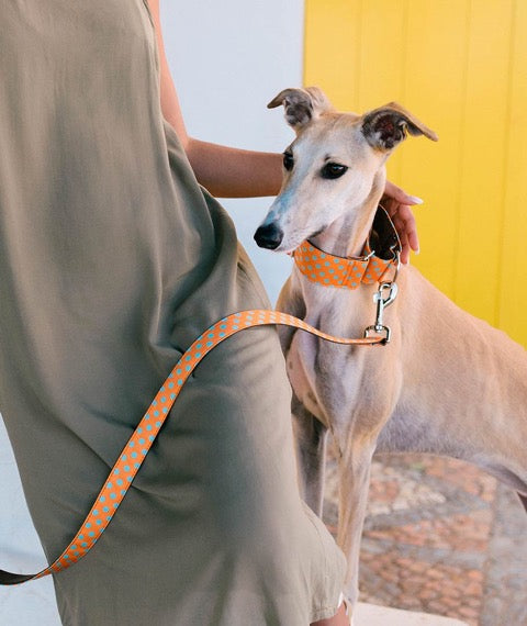 Brott-Pola Martingale Dog Collar-Greyhound