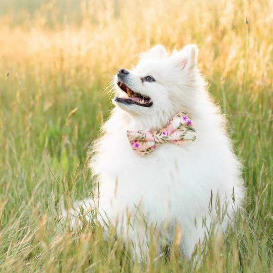 The Foggy Dog-Harper Floral Dog Bow Tie -Pomeranian 