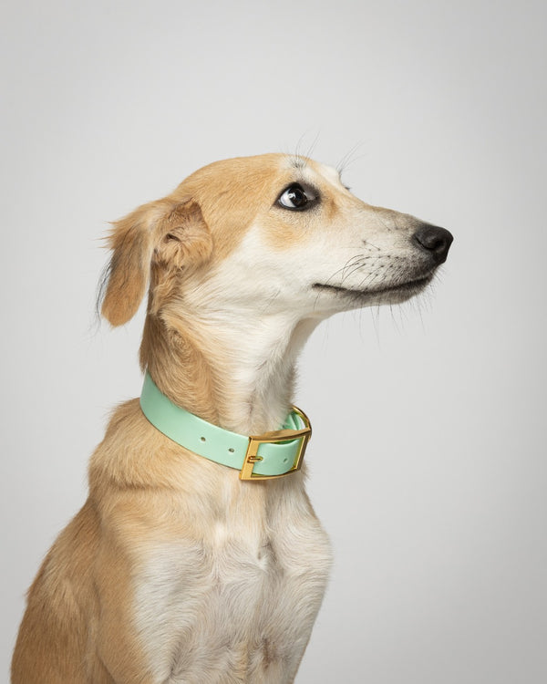 Seafoam Dog Collar (personalise me)