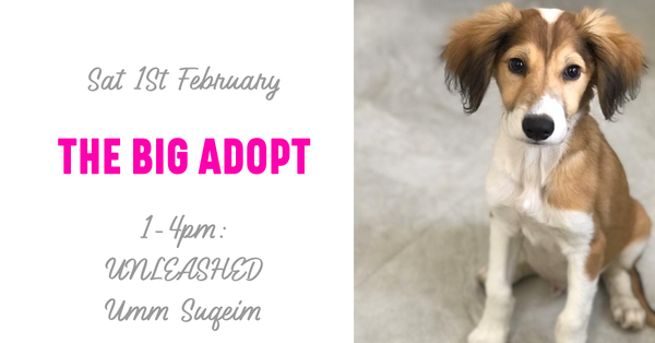 The Big Adopt: Adoption Day 1st Feb
