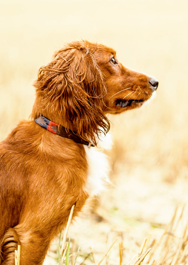 Navidad Leather Dog Collar
