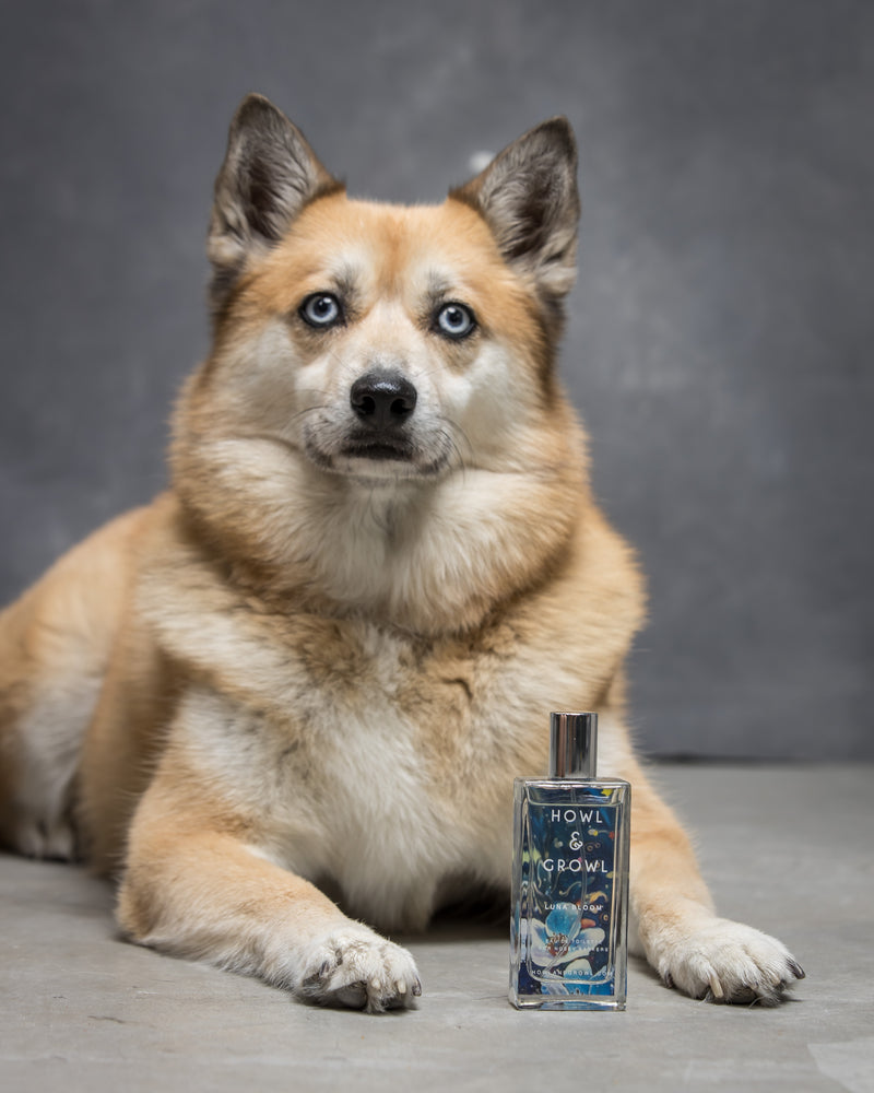 Luna Bloom Dog Fragrance