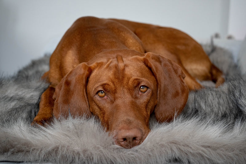 Föra Dog Blanket-Silver