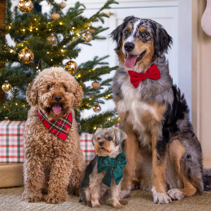 The Foggy Dog_Dog Bow Tie_Cranberry Red Velvet_Christmas Dogs