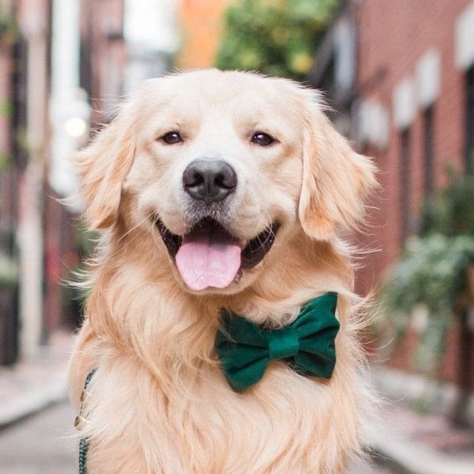 Foggy Dog_Green Velvet Dog Bow Tie_Labrador