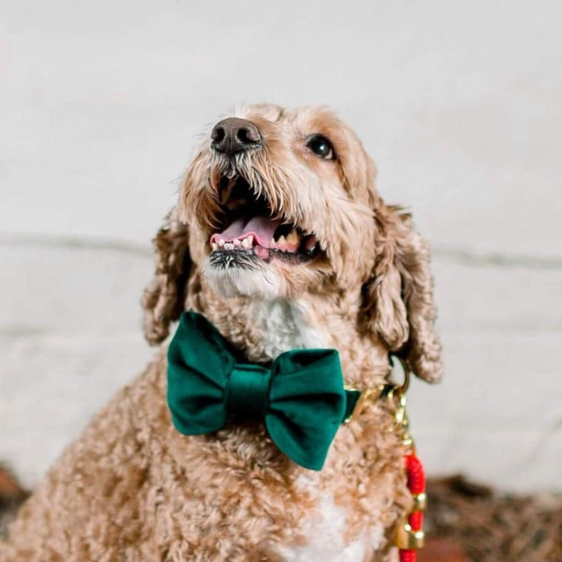 Forest Green Velvet Dog Bow Tie