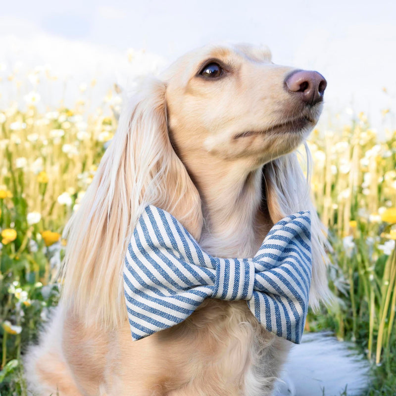 The Foggy Dog_Lake Blue Dog Bow Tie__Dachshund