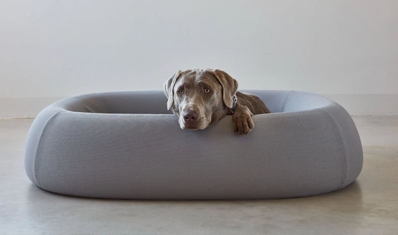 MiaCara_Barca Dog Bed_Dog laying in bed comfortably.