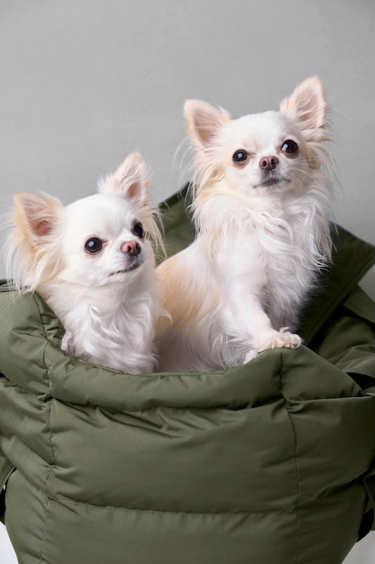 Cloud &_Dog Carrier_Montreal_Chihuahua