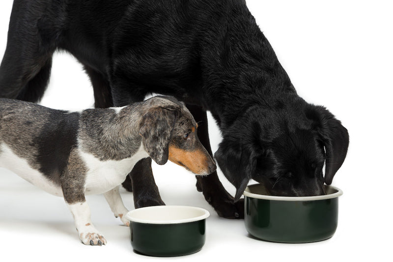 Cloud 7_Granny Dog Bowl_Forest Green_Dark Green_Small and Large