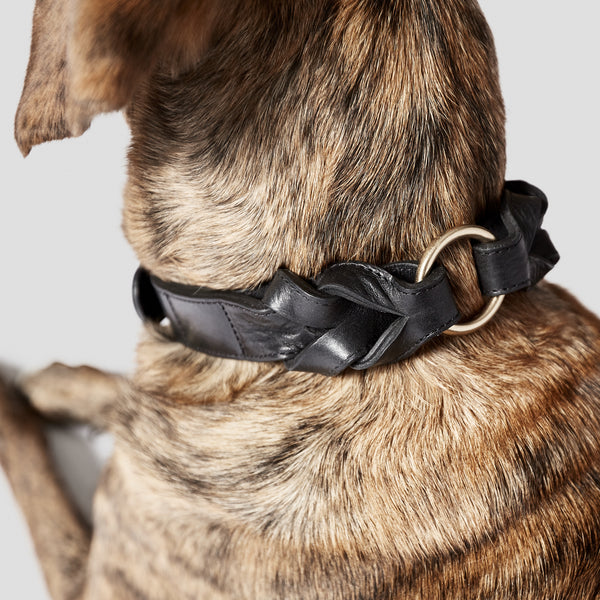 C7_Hyde Park Dog Collar-Black Large