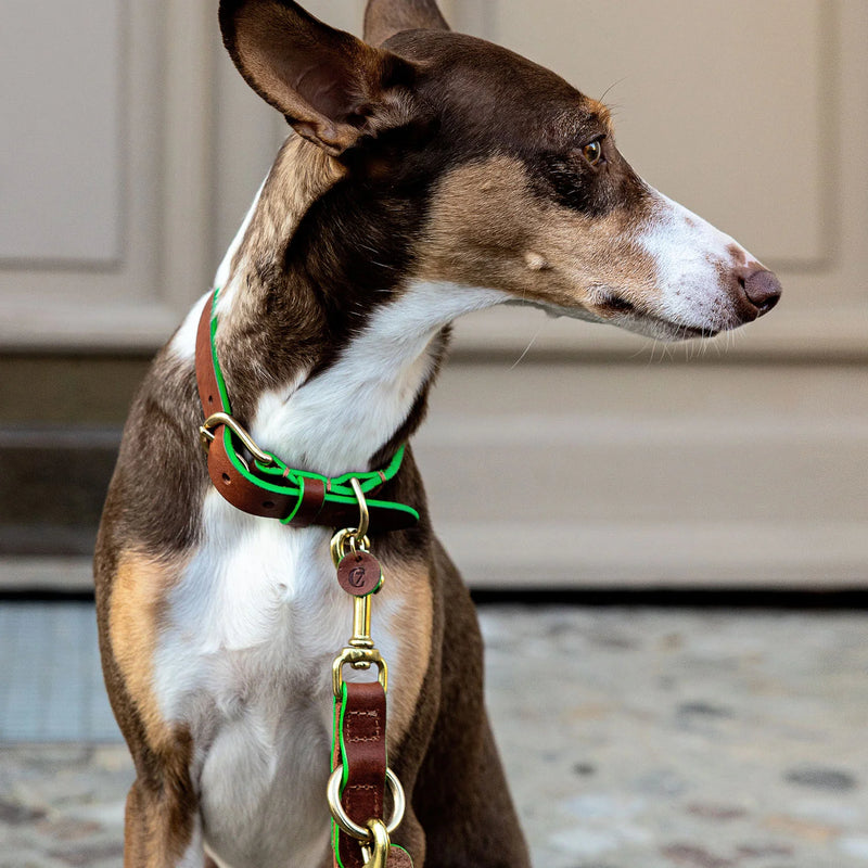 Cloud 7_Kings Park-Dog Collar-Green