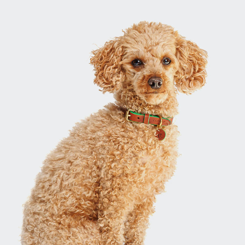 Cloud 7_Prince Park-Dog Collar_Green