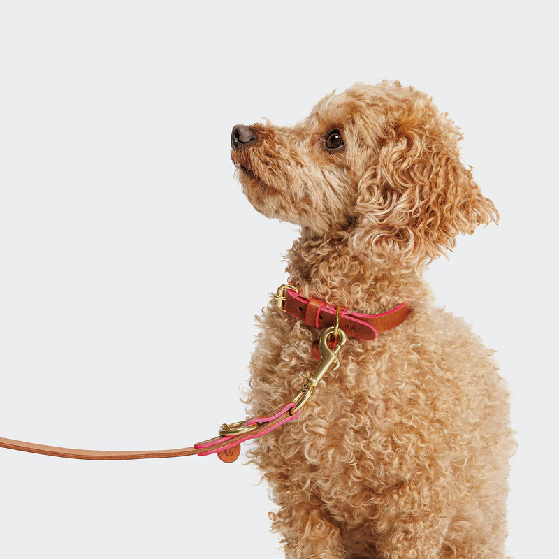 Poodle in Leather Pink Trim Collar and Lead