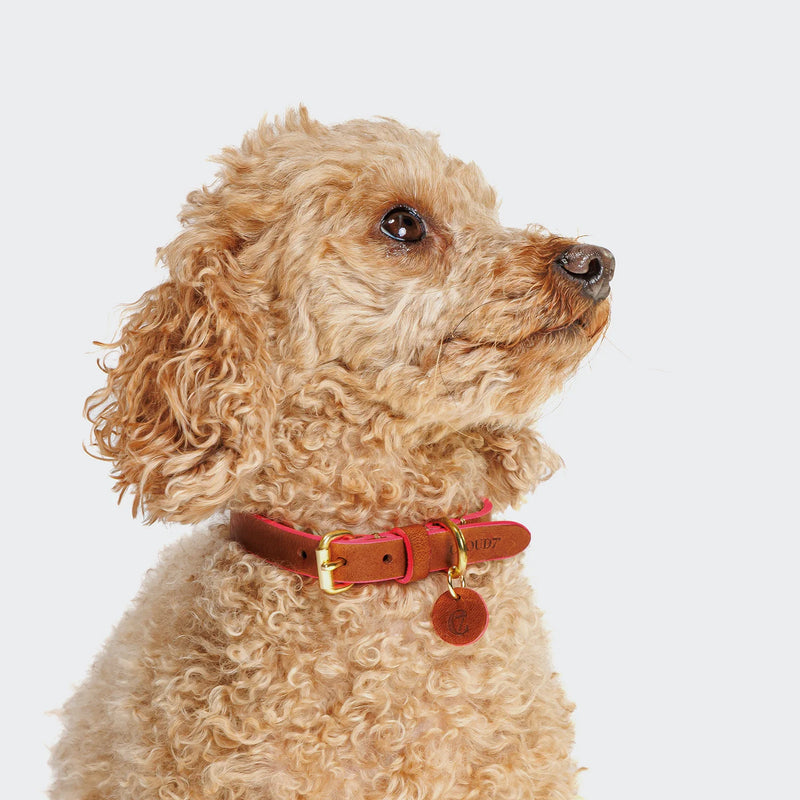 Prince Park Leather Dog Collar on small Poodle