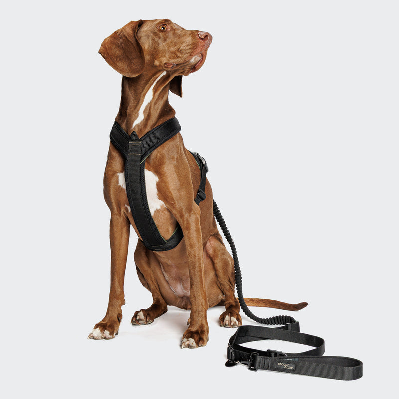 Dog wearing a black harness and leash on a white background