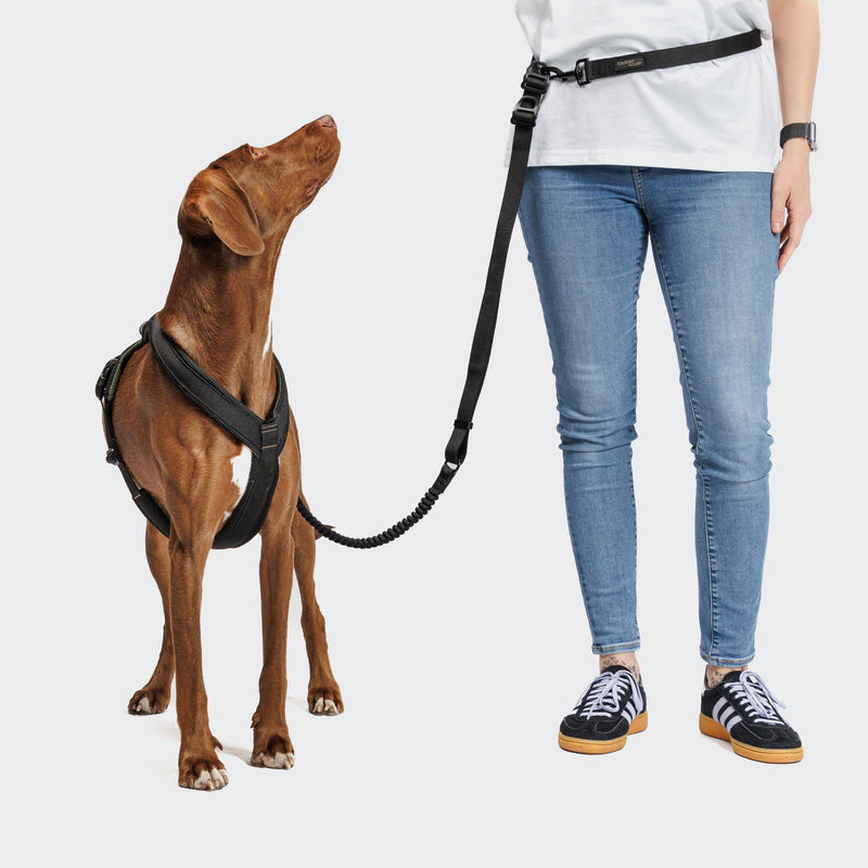 Dog wearing a harness and leash next to a person on a white background