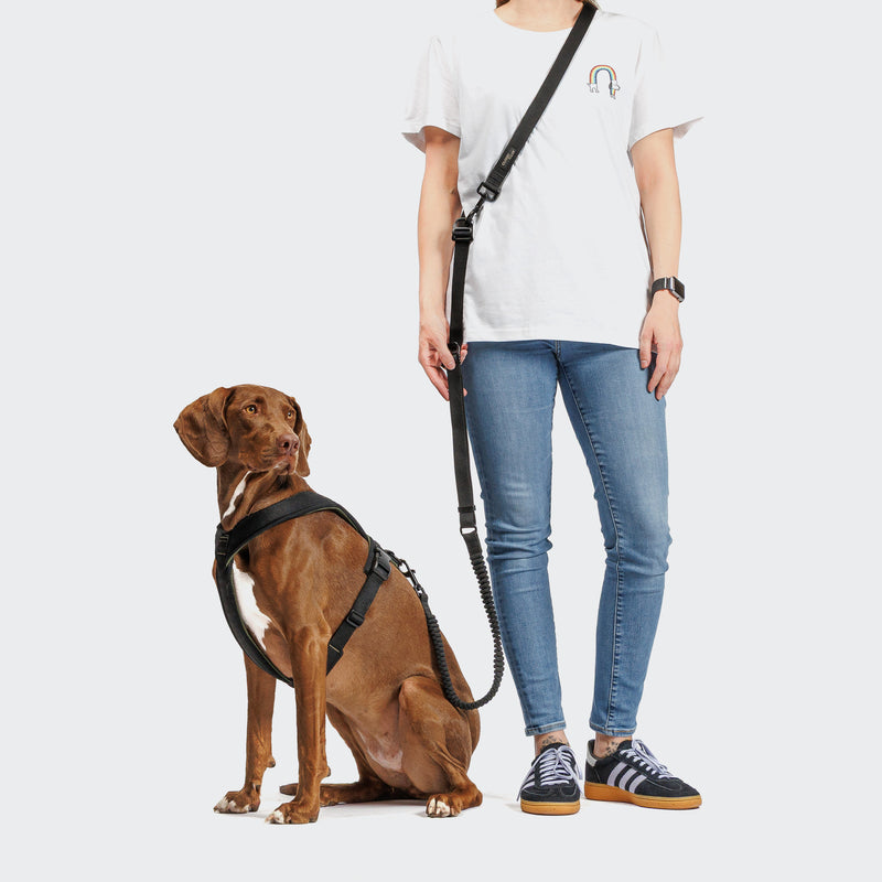 Person standing next to a brown dog wearing a harness on a white background