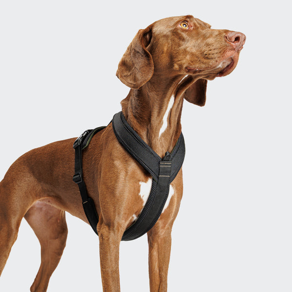 Brown dog wearing a black harness on a light gray background