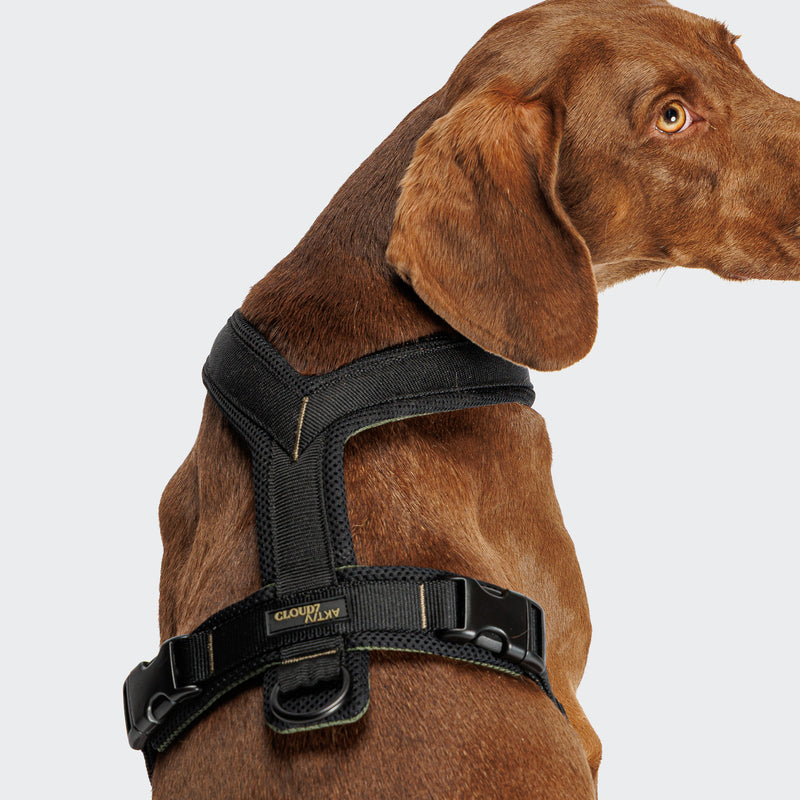 Brown dog wearing a black harness on a light gray background