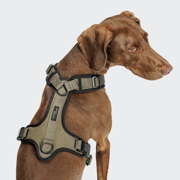 Brown dog wearing a green harness on a white background