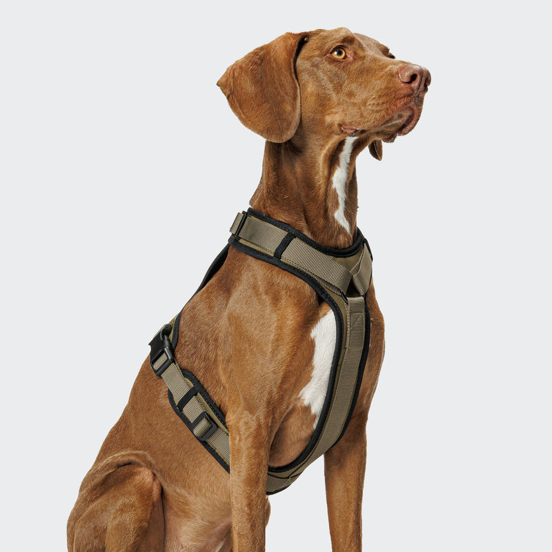 Brown dog wearing a green harness on a light gray background
