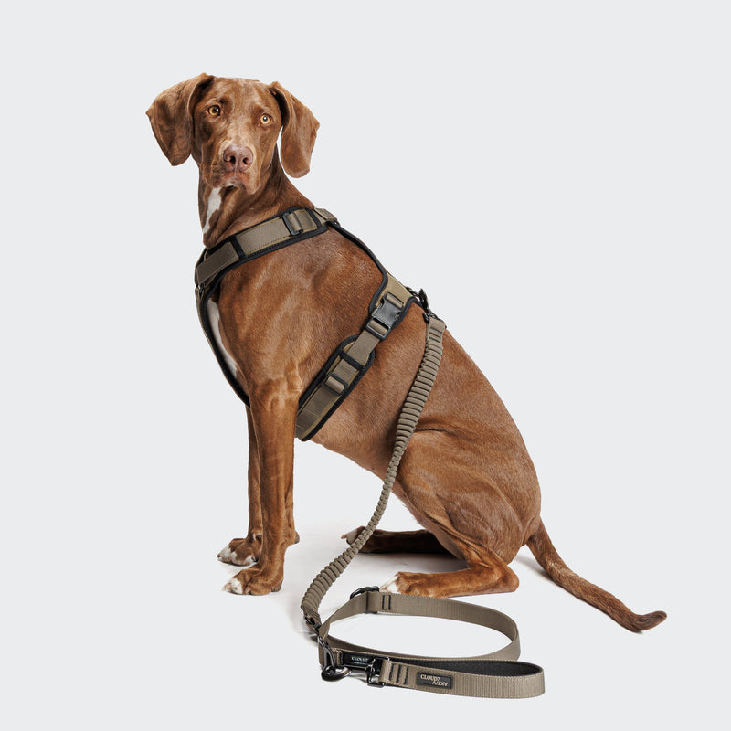 Brown dog wearing a green harness and leash on a white background