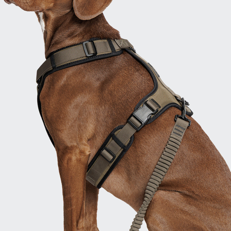 Brown dog wearing a green harness on a light gray background
