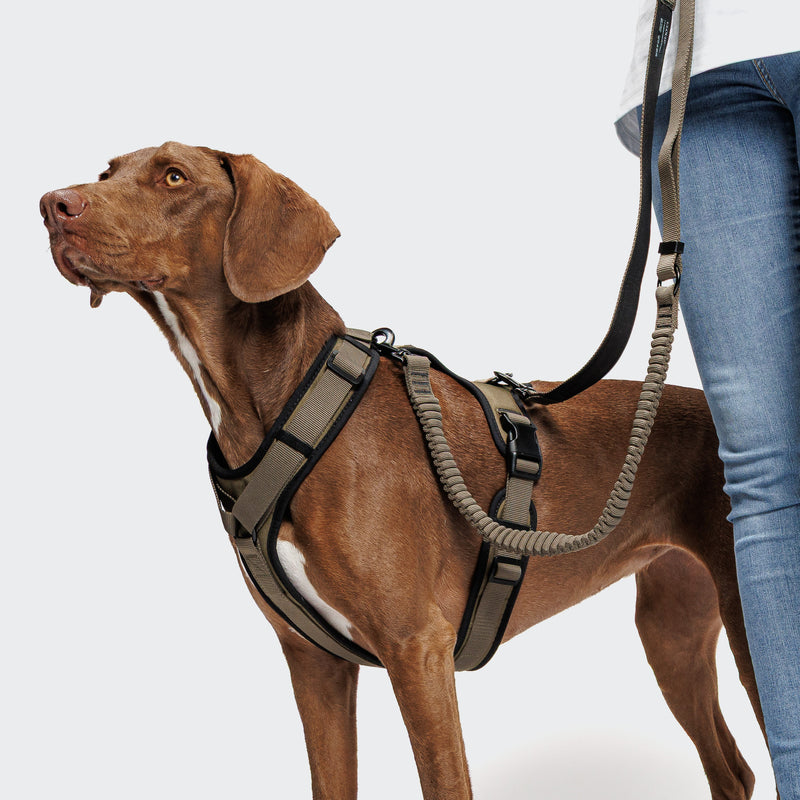 Y3 Aktiv Softshell Dog Harness-Olive