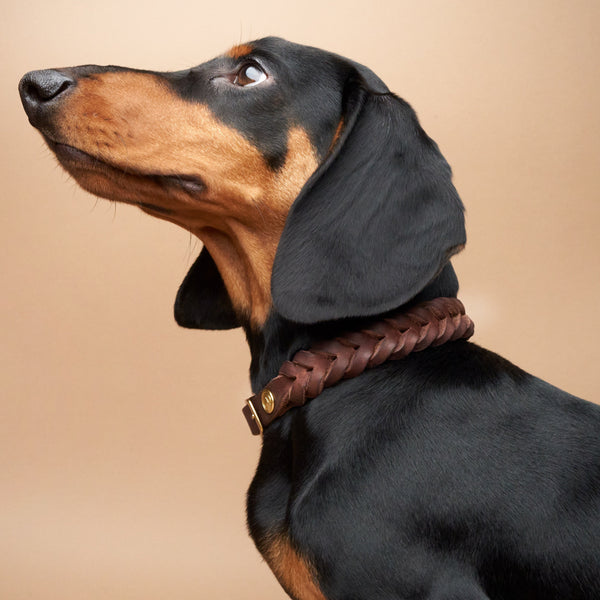 C7_Dog Collar_Central Park-Saddle Brown_Brass