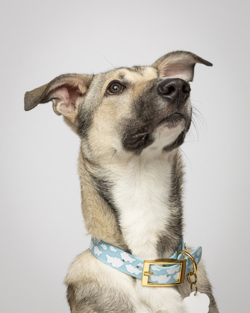 Dog wearing a blue collar with a gold buckle on a light gray background