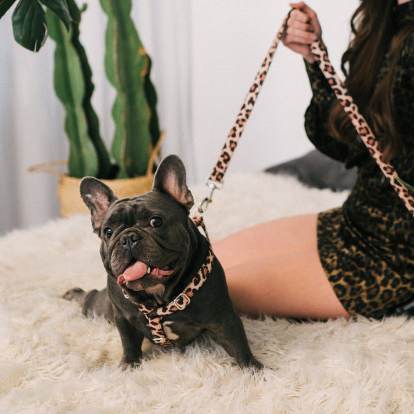 Brott Dog_Leopard Print_Copons_H Dog Harness_Frenchie