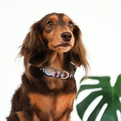 Gentle Pup_Dashing Diamond_Dog Collar_Dachshund