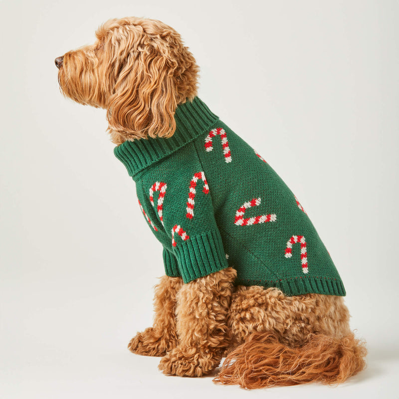 Dog wearing a green sweater with candy cane patterns on a white background