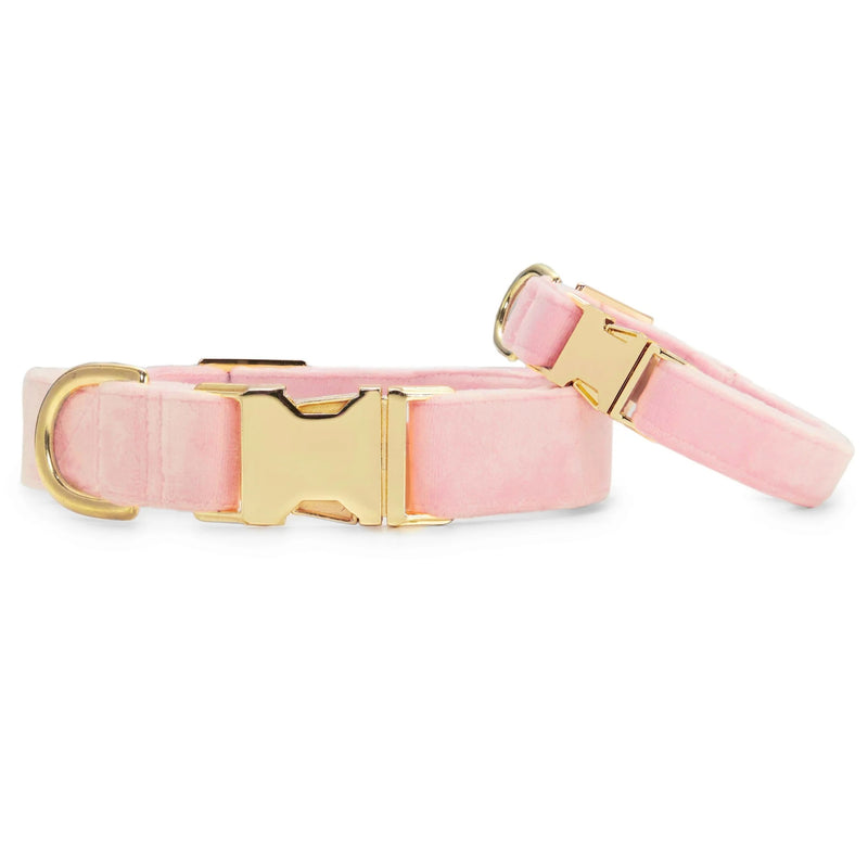 Pink dog collar with gold hardware on a white background