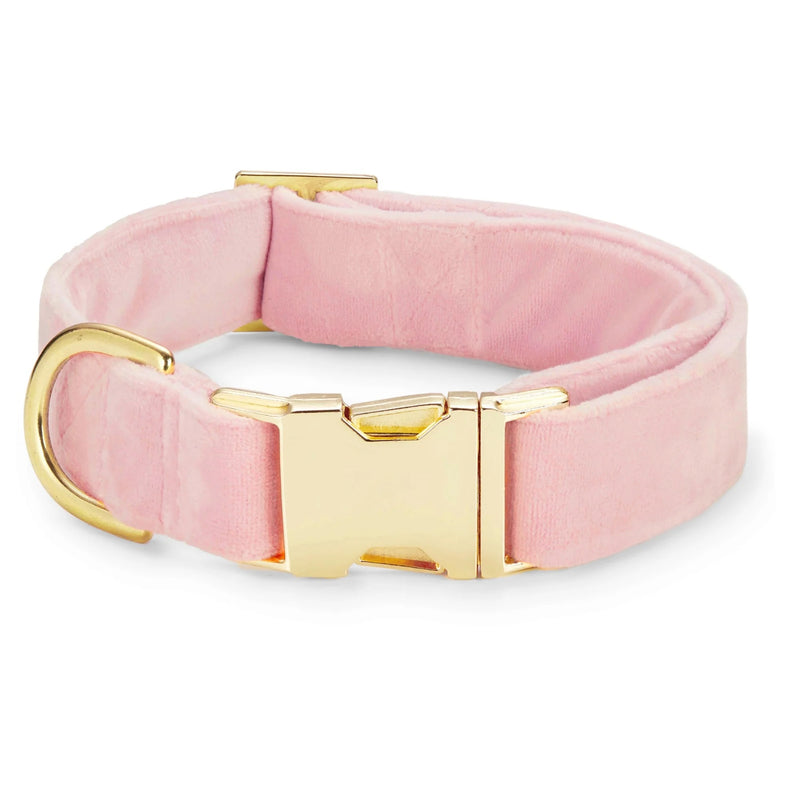 Pink velvet dog collar with a gold buckle on a white background
