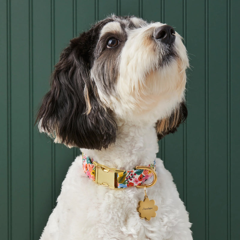 Dog wearing a colorful floral collar with a gold tag against a green background