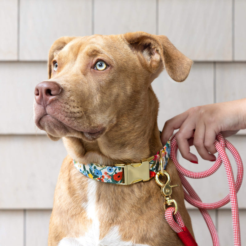Dog wearing a colorful collar with a person holding a leash against a neutral background