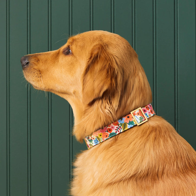 Dog wearing a colorful collar against a green wooden panel background
