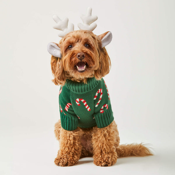 Dog wearing a green sweater with candy cane patterns and reindeer antlers on a white background