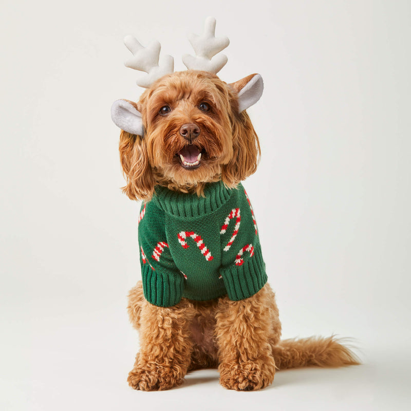 Dog wearing a green sweater with candy cane patterns and reindeer antlers on a white background