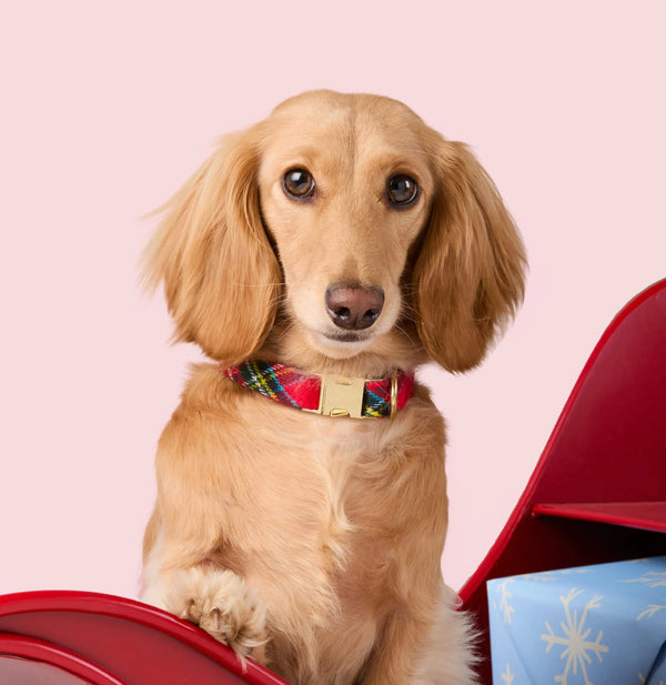 Dog wearing a plaid collar with a gold buckle on a pink background