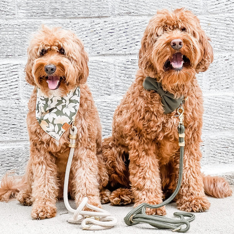 Two dogs with leashes and accessories on a textured surface