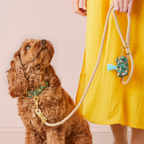 Brown dog on a leash held by a person in a yellow dress against a pink background