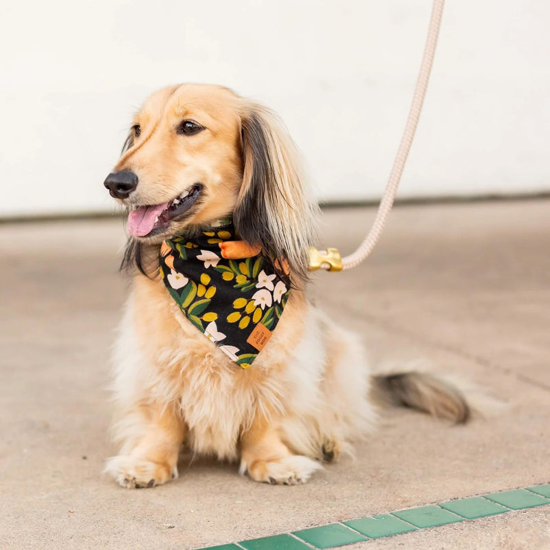 Dog wearing a floral bandana sitting on a concrete surface.