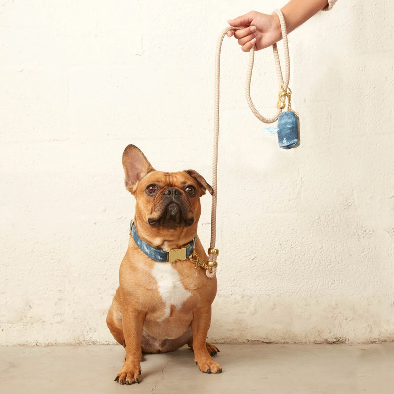 Dog sitting on a light-colored floor with a leash held by a person against a plain background